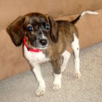 Beagle Dachshund Mix Puppies for Adoption