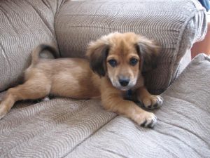 Beagle Dachshund Mix Shedding