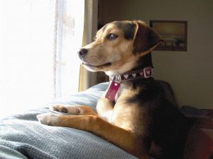 Beagle Dachshund Mix Training