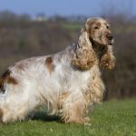 Cocker Spaniel Teething Age