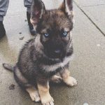 How Big is a 7 Week Old German Shepherd Puppy