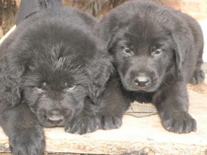 Newfoundland Cross Husky Puppy