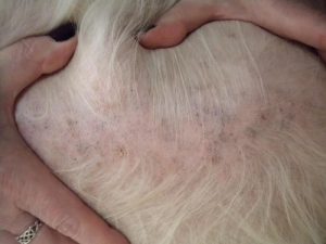 Shih Tzu Itchy Skin