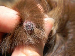 Shih Tzu Skin Bumps