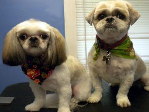 Shih Tzu Skin Care