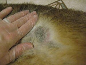 Shih Tzu Skin Problems Black Spots