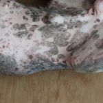 Shih Tzu Skin Problems Hair Loss