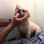 Shih Tzu Skin Problems How to Cure