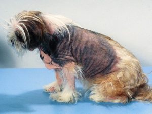 Shih Tzu Skin Problems Scabs