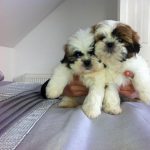 Shih Tzu Skin Problems Treatment