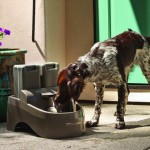 Outdoor Dog Drinking Fountains