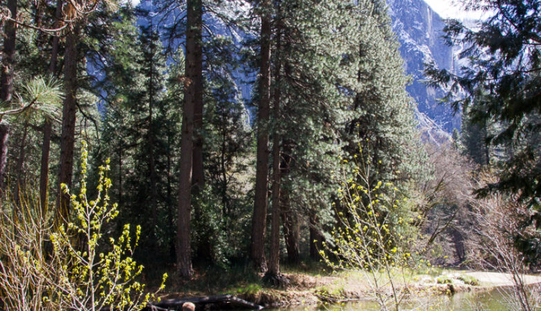 Merced River in Yosemite Valley