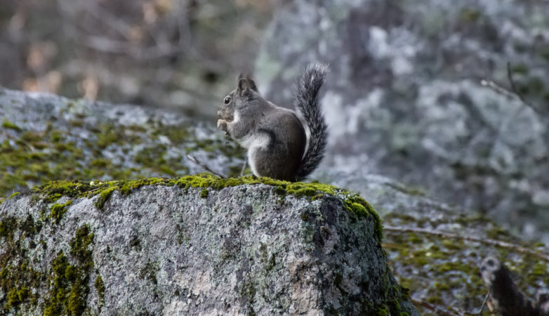 A Squirrel