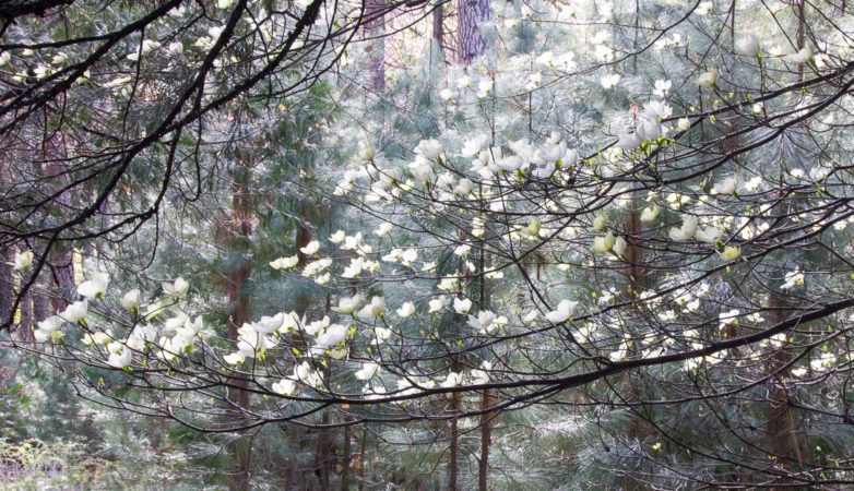 Blooming tree in the snow