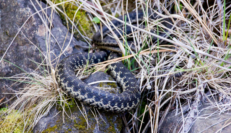 The snake we found at the stream