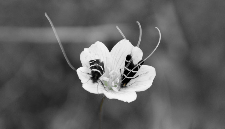 Some pretty flies with long antennae