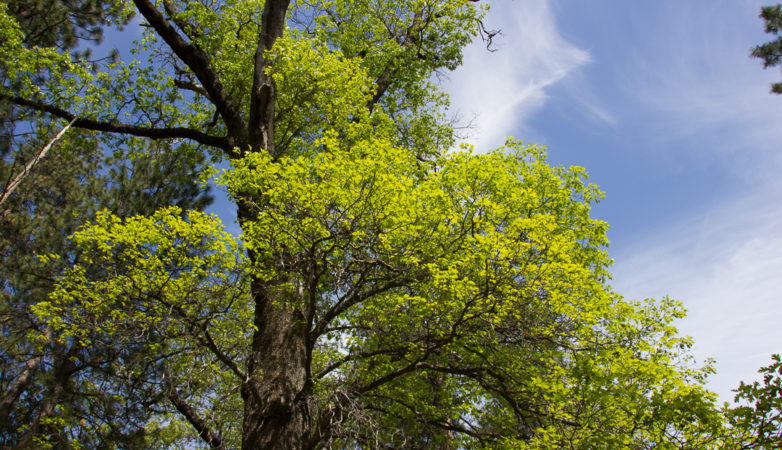 Tree at Hetch Hetchy