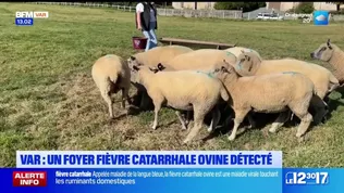 Comps-sur-Artuby: un foyer de fièvre catarrhale ovine détecté