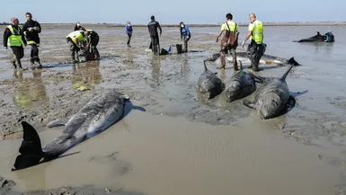 Des dauphins échoués sur une plage de l'île de Ré, en Charente-Maritime, le mardi 17 septembre 2024