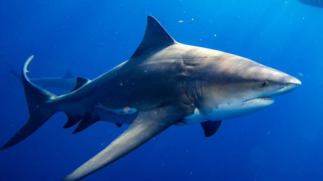 ILLUSTRATION - Un requin taureau au large de la Floride (États-Unis), le 12 février 2022.