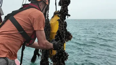 Les moules de la ferme aquacole à Nieuport en Belgique