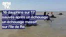 16 dauphins sur 17 ont été sauvés après un échouage massif sur l'île-de-Ré 