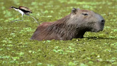 Un capybara dans la réserve naturelle de La Aurora, en Colombie, le 9 avril 2021. (Photo d'illustration)