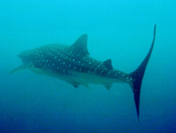 Whale Shark