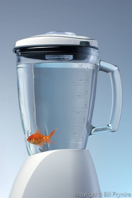 Goldfish in a blender