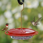 Bird Feeder Sugar Water Recipe