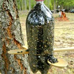 Bird Feeder Water Bottle