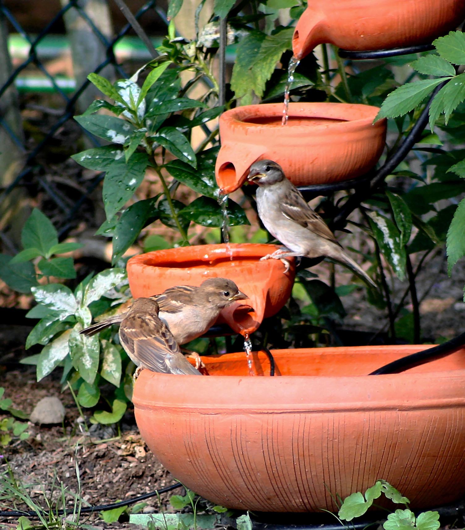 Bird Feeder Water Fountain