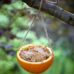 Homemade Bird Feeder Food