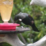 Sugar Water Bird Feeder