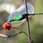 Water Feeder for Wild Birds