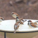 Wild Bird Water Feeder