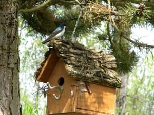 Bird Building Nest in My House