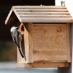 Bird House for Chickadee