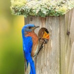 Keep Birds From Building Nests on House