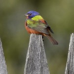 Painted Bunting Bird House