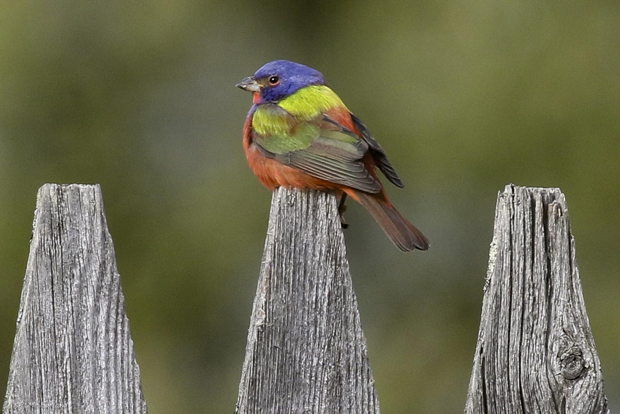 Painted Bunting Bird House