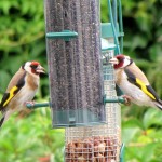 Stop Birds Building Nests on Your House