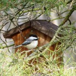 Wren and Chickadee Bird Houses