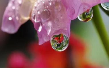 清晨花朵上的露水清晰桌面壁纸