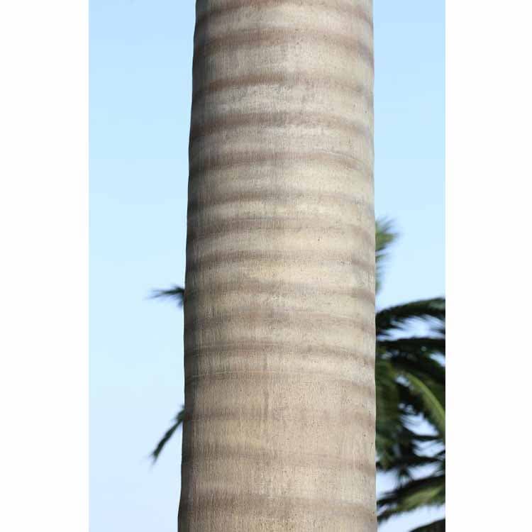 Artificial Royal Coco Palm