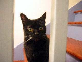 Batty the black cat - a favorite spot of hers, watching through the bannister