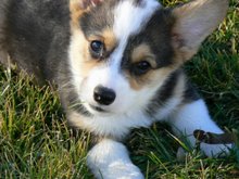 Corgi