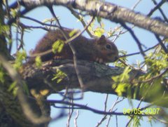 DeSoto, TX fox squirrel