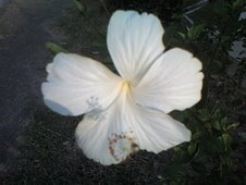 Hibiscus from Bukit Tinggi, Malaysia