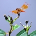 Dragon Flies